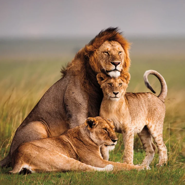 A male lion sits with a female lioness lying down and a young lion standing nearby on a grassy plain.