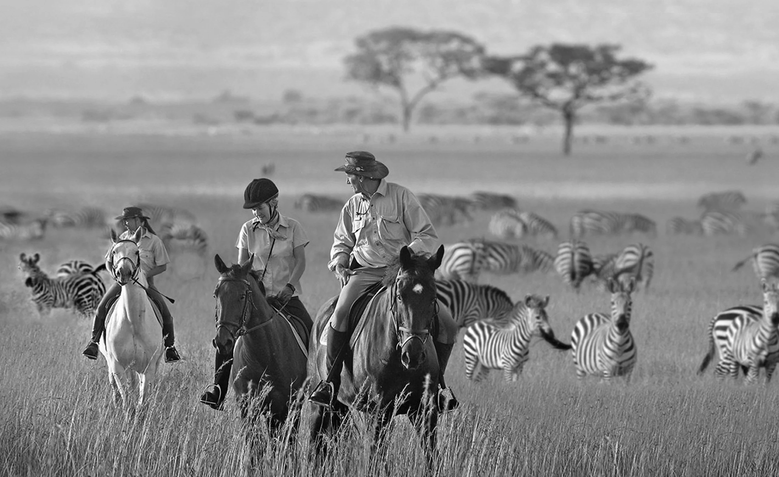 Three people on horses ride through a grassy savanna with zebras in the background.